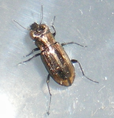 Notiophilus substriatus